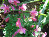 Picture of Aquilegias mixed - up to 12 varieties. 10 plants