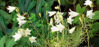 Picture of Campanulas - 10 plants, 6 varieties