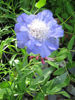 Picture of Scabiosa - 10 plants - 5 varieties