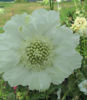 Picture of Scabiosa - 10 plants - 5 varieties