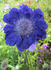 Picture of Scabiosa - 10 plants - 5 varieties