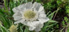 Picture of Scabiosa - 10 plants - 5 varieties