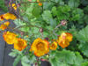 Picture of Geums -10 plants
