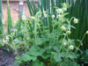 Picture of Geums -10 plants