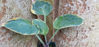 Picture of Hostas - 10 plants