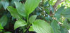 Picture of Hostas - 10 plants