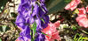 Picture of Aconitum 'Newry Blue' - 10 pieces