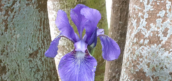 Picture of Iris setosa - purply blue - 5 pieces