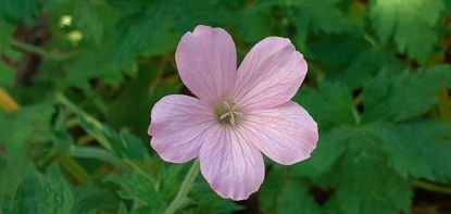 Picture of Geranium x oxonianum 'Rebecca Moss'