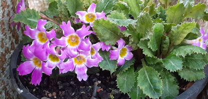 Picture of Primula Scapeosa