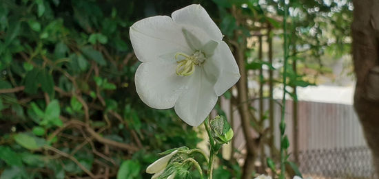 Picture of Campanula persicifolia alba