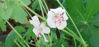 Picture of Geranium cantabrigiense biokova