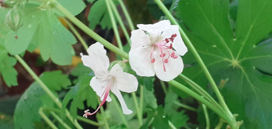 Picture of Geranium cantabrigiense biokova