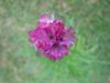 Picture of Armeria maritima -  4 large plants