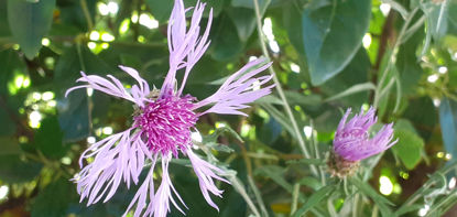 Picture of Centaurea Jacea