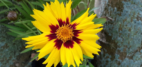 Picture of Coreopsis 'Sunkiss'