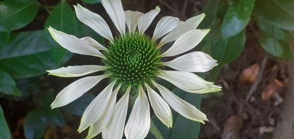 Picture of Echinacea 'Happy Star'