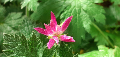 Picture of Geranium oxonianum f. thurstonianum - 5 pieces