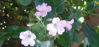 Picture of Geranium versicolor