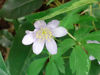 Picture of Anemone nemerosa - pale lavender blue