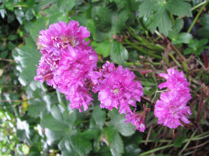 Picture of Lychnis Viscaria 'Splendens Plena'