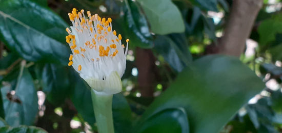 Picture of Haemanthus albiflos