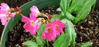 Picture of Primula Rosea