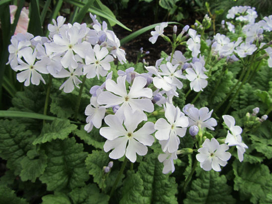 Picture of Primula sieboldii - mixed