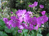 Picture of Primula sieboldii - mixed