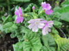 Picture of Primula sieboldii - mixed