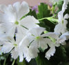 Picture of Primula sieboldii - mixed