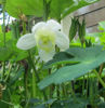 Picture of Aquilegia flabellata Cameo - Mainly white