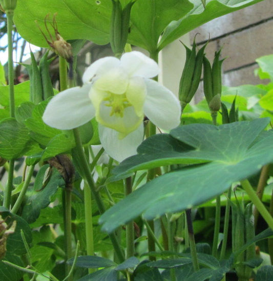 Picture of Aquilegia flabellata Cameo - Mainly white