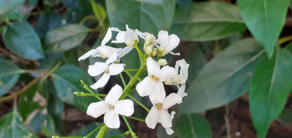 Picture of Pachyphragma macrophylla