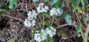 Picture of Pachyphragma macrophylla