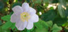 Picture of Anemone nemerosa - pale lavender blue