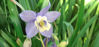 Picture of Aquilegia Cameo Blue