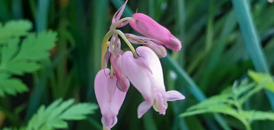 Picture of Dicentra cucullaria Pink