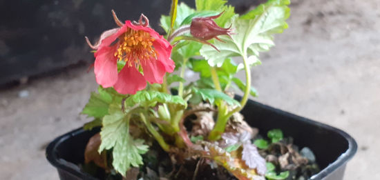 Picture of Geum rivale 'Venomous Red'