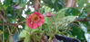 Picture of Geum rivale 'Venomous Red'