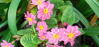 Picture of Primula 'Kinlough Beauty'