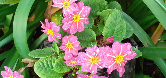 Picture of Primula 'Kinlough Beauty'