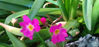 Picture of Primula Rosea