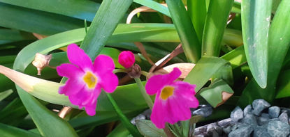 Picture of Primula Rosea