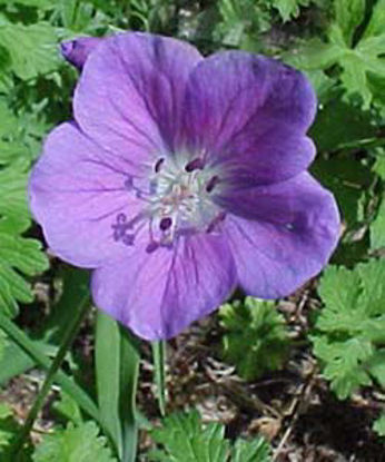 Picture of Geranium Grandiflorum