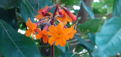 Picture of Primula aurantica