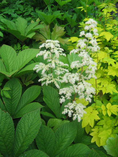 Picture of Rodgersia aesculifolia - Collect