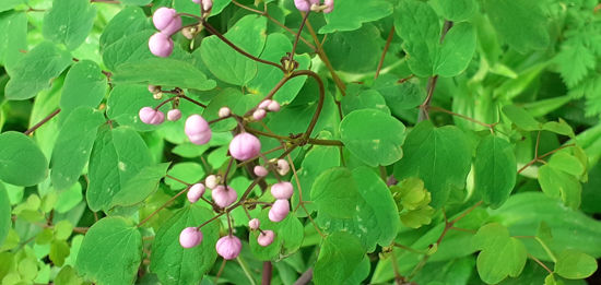 Picture of Thalictrum 'Elin' - collect