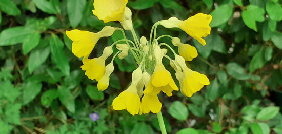 Picture of Primula florindae - Yellow