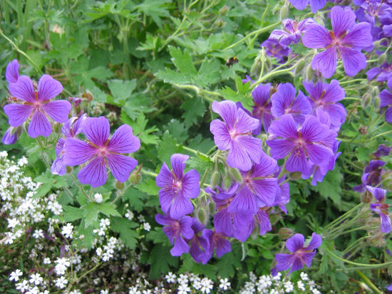 Picture of Geranium 'Ibericum'